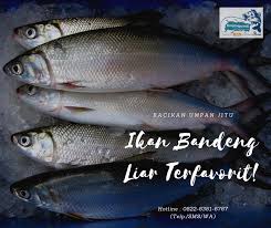 Umpan Ikan Bandeng Liar Jitu Favorit Para Juara Ikan Bahari Binatang