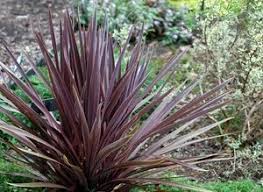 Cordyline Australis Red Sensation Sloat Garden Center Ornamental Plants Plants Annual Plants