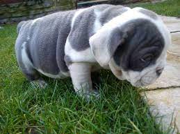 Blue Bulldog American Bulldog Puppies Blue American Bulldog American Bulldog