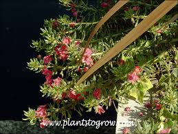 Image result for Anagallis barbata