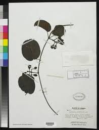 Image result for Chamaeclitandra henriquesiana