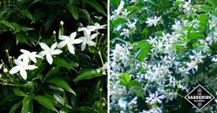 Gardening, wheatgrass, microgreens, sprouts, herbs, more How To Grow Star Jasmine Confederate Jasmine Gardening Channel