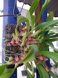 Image result for Bulbophyllum X chikukwa