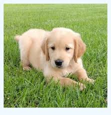 We started off with toy breeds, yorkies, papillions and now goldens. Golden Retriever Puppies For Sale Dog Breed