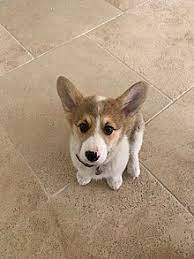 The latest ones are on mar 10, 2021 10 new corgi mix puppies for sale in pa results have been found in the last 90 days, which like most of online stores, corgi mix puppies for sale in pa also offers customers coupon codes. Pembroke Welsh Corgi Wikipedia