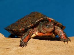 Mexican Red Wood Turtle Turtle Tortoise Turtle Reptiles And Amphibians