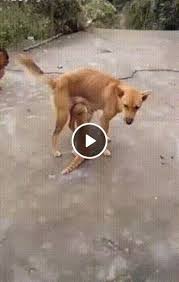 This Cat Is Too Arrogant Video Di Animali Divertenti Animali Divertenti Gatti Carini