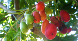 We supply high quality large trees anywhere in south africa. South African Indigenous Fruits