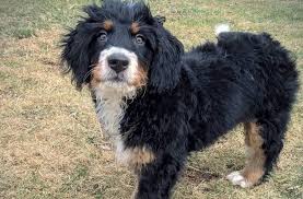 A bernedoodle is not a natural puppy; Bernedoodle 13 Amazing Facts You Should Know About