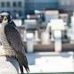 Peregrine Falcon Watch