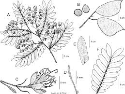 Image result for Tricalysia sp. E
