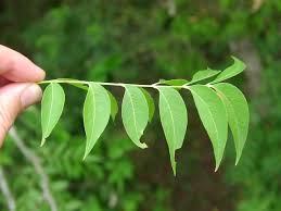 Image result for Sapindus saponaria