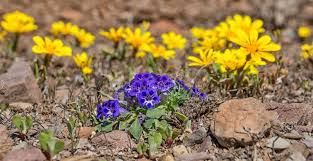 Image result for Aptosimum marlothii