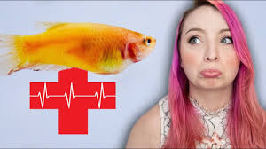 They are small and colorful fish with striking personalities. Betta Popeye Causes Symptoms Treatment