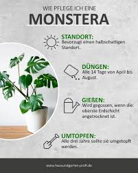 Richtige Pflege Fur Eine Monstera So Einfach Kann Es Gehen Standort Dungen Giessen Umtopfen In 2020 Monstera Pflanzen Ungewohnliche Pflanzen