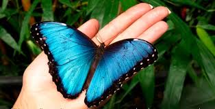 Resultado de imagen de mariposa azul