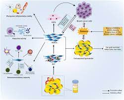 Adipose Tissue Derived Stem Cells In Breast Reconstruction A Brief Review On Biology And Translation Stem Cell Research Therapy Full Text