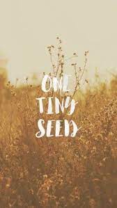 Mustard Seed Pocket Fuel Parable Series Daily Devotional Mustard Seed Faith Spiritual Words Mustard Seed Parable