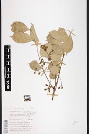 Image result for Isoberlinia doka