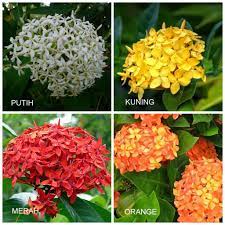 Cara penyerbukan bunga asoka terlengkap beserta penjelasannya. Tanaman Bunga Asoka Bibit Ixora Shopee Indonesia