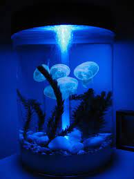 You Can Keep Jellyfish Pets At Home Keep The Worlds Deadliest Sea Creature On Your Desktop Impress Your Friends And Fa Pet Jellyfish Jellyfish Tank Jellyfish