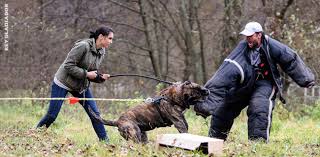 Presa canario puppies for sale in pa. Famous Working Presa Canario Rey Gladiador World Class Presa Canario Breeder