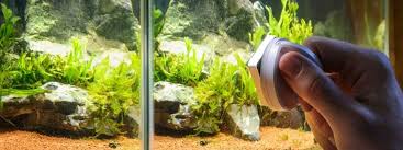 Cleaning a betta fish tank is a step by step process that cannot be completed in haste. 5 Best Self Cleaning Fish Tanks Reviews Buying Guide 2021