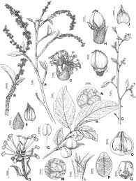 Image result for Micrococca capensis