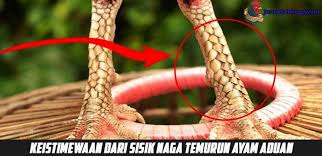 Katuranggan ayam bangkok biasanya memiliki beberapa jenis dan dibedakan berdasarkan ciri fisiknya. Keistimewaan Dari Sisik Naga Temurun Ayam Aduan