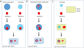 Eukaryotic cell animal origin examples. Division Of Labour In A Matrix Rather Than Phagocytosis Or Endosymbiosis As A Route For The Origin Of Eukaryotic Cells Biology Direct Full Text