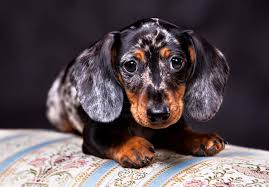 Mini dachshund puppies for sale: Miniature Dachshund Puppies For Sale Near Me