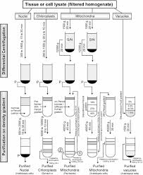 Check spelling or type a new query. Plant Organelle Proteomics Collaborating For Optimal Cell Function Agrawal 2011 Mass Spectrometry Reviews Wiley Online Library