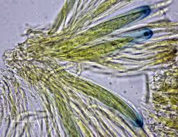 Image result for Landolphia rufescens