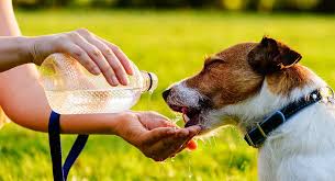 chó bị mất nước