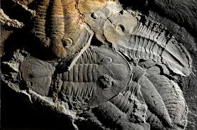 Resultado de imagem para museu das trilobites