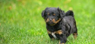 If your pet doesn't do well with pills, there are other treatments that work with varying effectiveness. Can Dogs Hear Ultrasonic Pest Repellers Wag