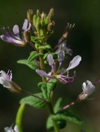 Image result for Cleome monophylla