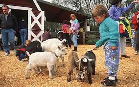 Renting a petting zoo from oba farms is easy, fun and affordable. Environment Zoo Animals Pets Petting Zoo Party