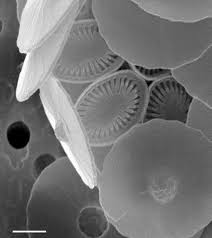 Image result for Exotheca