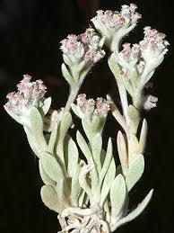 Image result for Vellereophyton dealbatum