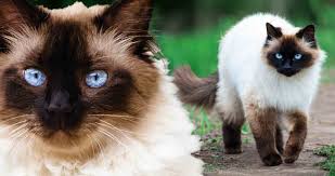 Browse 4,982 persian cat stock photos and images available, or search for white persian cat or grey persian cat to find more great stock photos and pictures. Himalyan Cat Breed All You Need To Know About Himalayan Cats