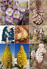 Image result for Cistanche tinctoria
