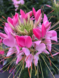 Image result for Cleome elegantissima