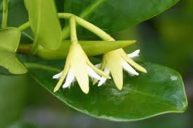 Image result for Rhizophora racemosa