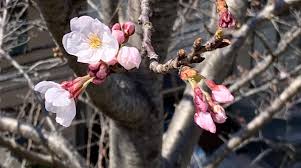 Arțar japonez arțar roșu culoare frunze de toamnă frunze de arțar acer japonicum, japonia, acer japonicum, toamnă png. Poze Cu Flori De Cires Japonez