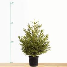 En boutique ou en ligne charbonneau l'expert a ce qu'il vous faut. Sapin De Noel Epicea En Pot 1 1 5m Livraison Incluse Sous Filet Avec Buchette Gamm Vert