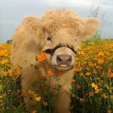 Pin By Zoe Michelle On Pup In 2020 Cute Baby Cow Fluffy Cows Cute Animals