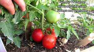 Jun 30, 2020 · beefsteak tomato varieties will need tying in, as they are trained up a support. The Big Beef Tomato Aas Winner Profile Indeterminate Determinate The Proof Is In The Plant Youtube