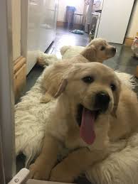 See what to expect when you choose this majestic breed. Golden Retriever Puppies Wichita Falls For Sale Wichita Falls Pets Dogs