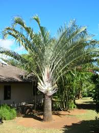 Image result for Dypsis decaryi